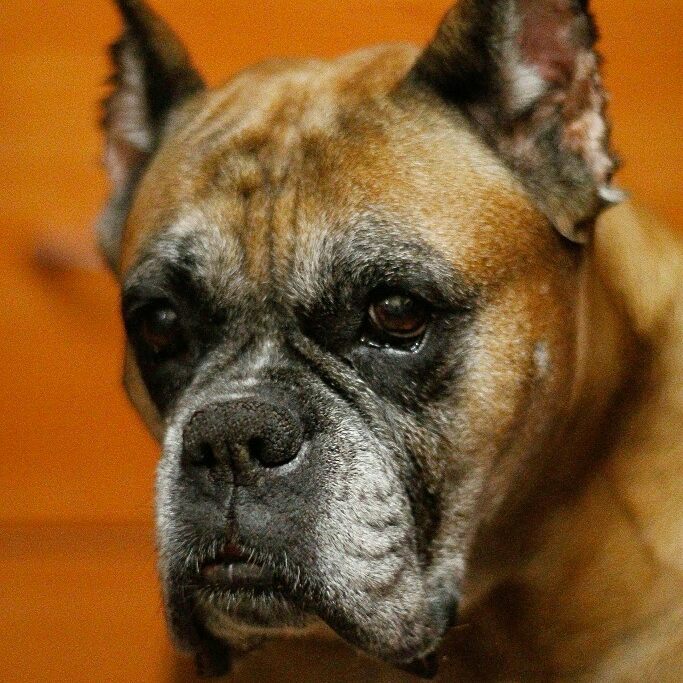 boxertraveler в LOOKY — фото 3