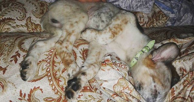 _miss_freya в LOOKY. . Шикарный пёсик😍