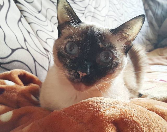 lesya.starling в LOOKY. #Тимофей#мойколобочек#11лет#серьезныйвозраст#безКотаЖизньНеТа#timosha#siamesecats#siamese#siamesecatsofinstagram. #Тимофей#мойколобоче...