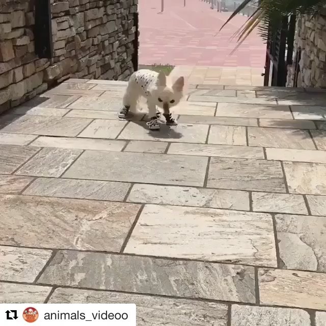 geliya_08.1984 в LOOKY. #Repost,#animal#собака. #Repost @animals_vid...