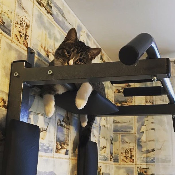 Maksim в LOOKY. #cat. #cat