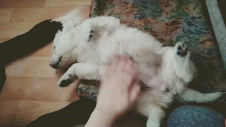 alenaaa.sd в LOOKY. #золотистыйретривер#goldenretriever#Полианна#собака#друг#моялюбовь. Тот самый момент, ко...