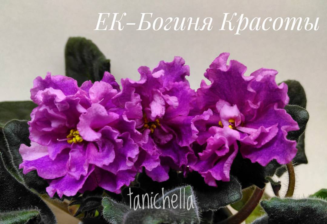 streptocarpus.ufa в LOOKY — ЕК-Богиня Красоты
Нечего добавить 😊😍
#фиалки_уфа #фиалки  