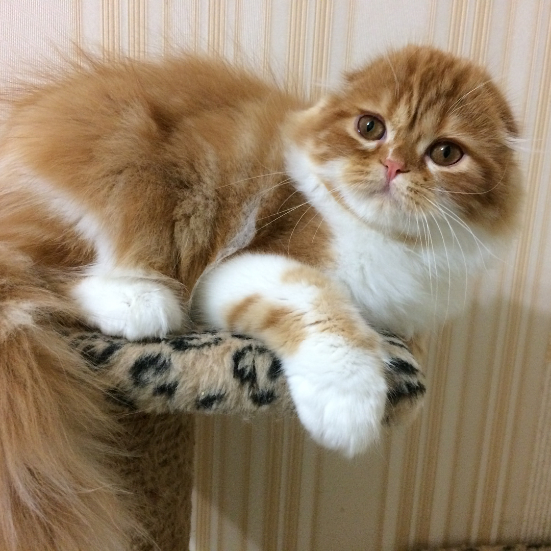 kittens_scottishfold_longhair в LOOKY — фото 2