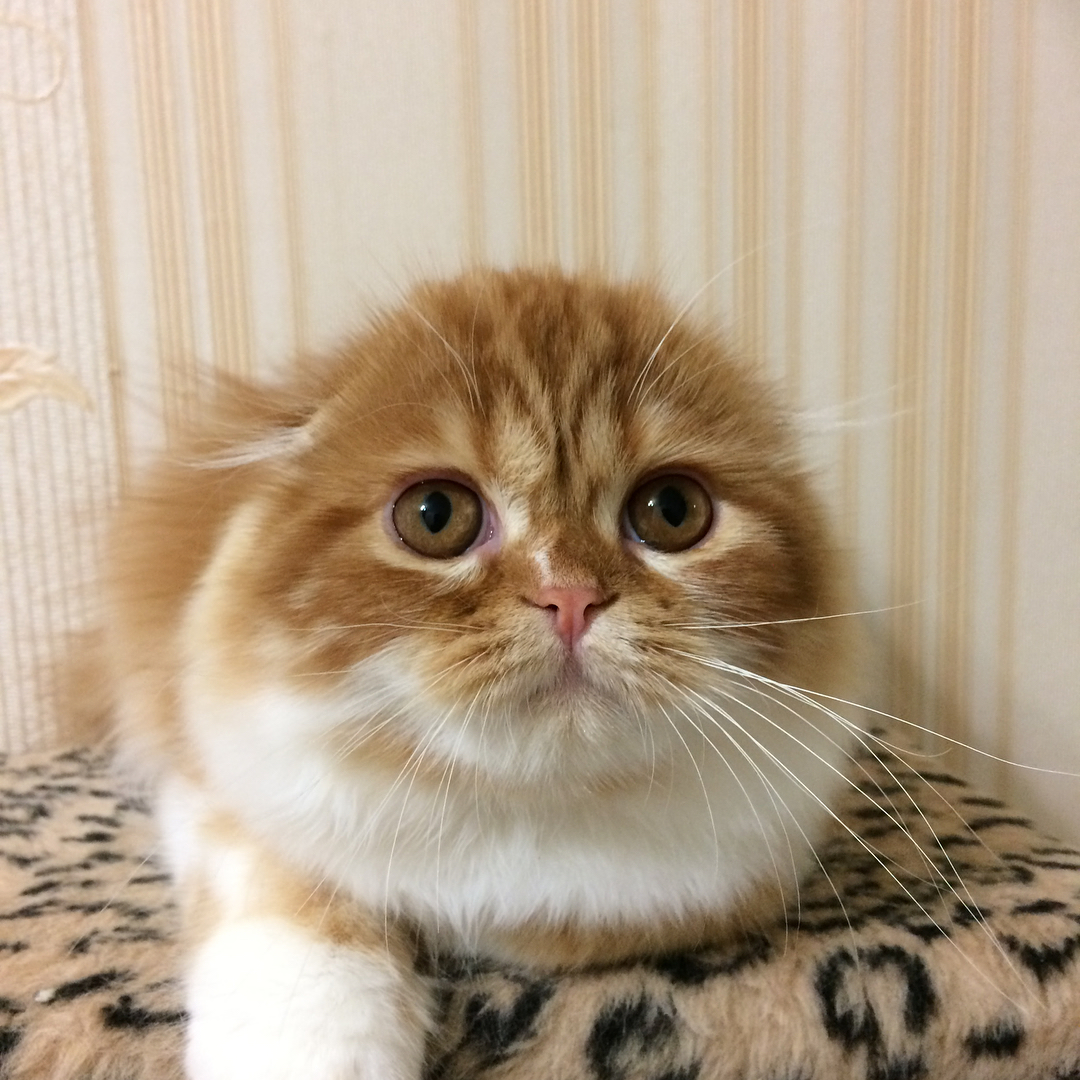 kittens_scottishfold_longhair в LOOKY — фото 1