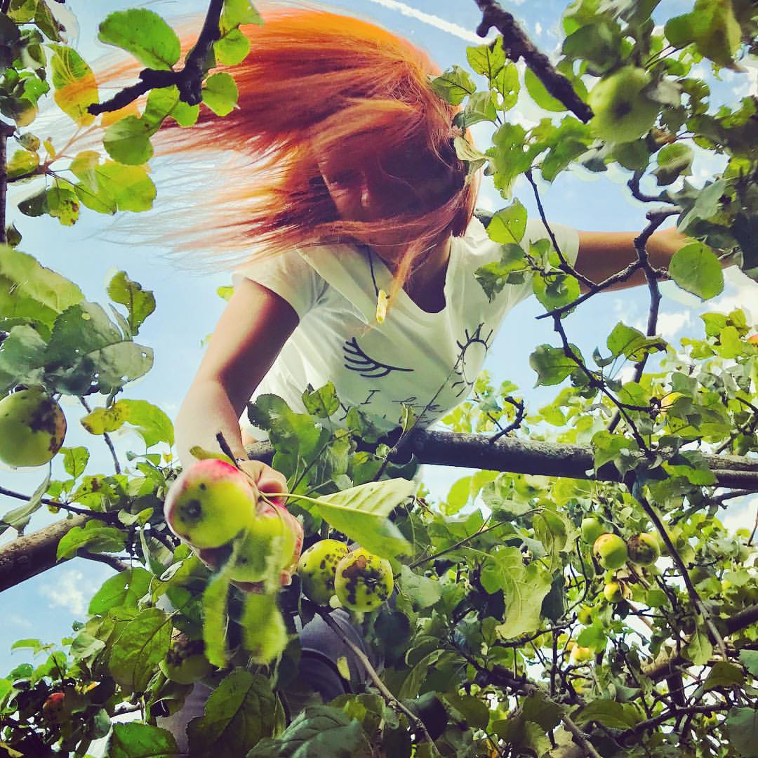 a1exr в LOOKY — Воруем яблоки в колхозных садах 🍏🍎#осень #яблоки #redhead