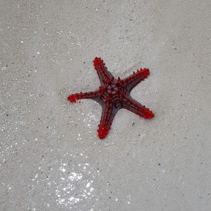 falkonataly в LOOKY. #морскиезвезды,#seafish,#zanzibar,#africa,#starfish,#индийскийокеан,#занзибар,#африка,#танзания,#tanzania,#indianocean,#kendwa,#kendwabeach,#кендва,#кендвабич,#travelask. #морскиезвезды #seaf...