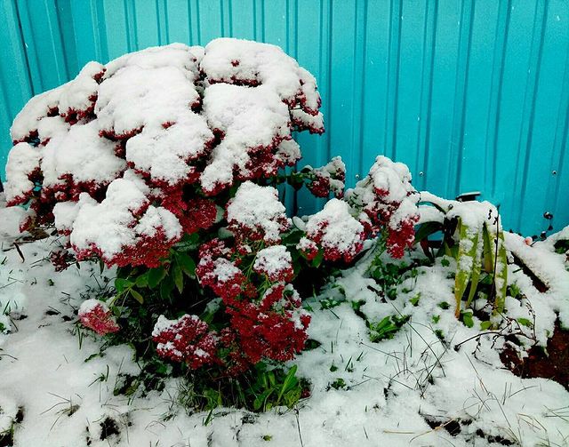 llita.bl в LOOKY. . null