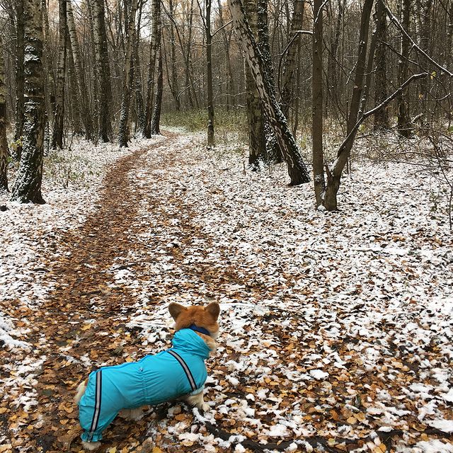 matrosk1n в LOOKY. #autumn,#forest,#snowfall,#welsch,#corgi,#pembroke,#welshcorgi,#funnydog,#cookie. Выгуляли новый комби...