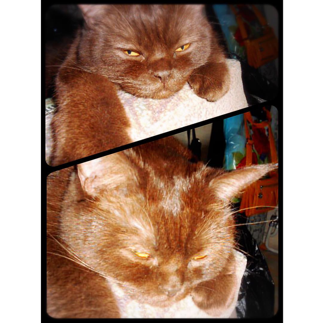 xeniia174 в LOOKY — С хэлоуином ёпта :)
#instacat