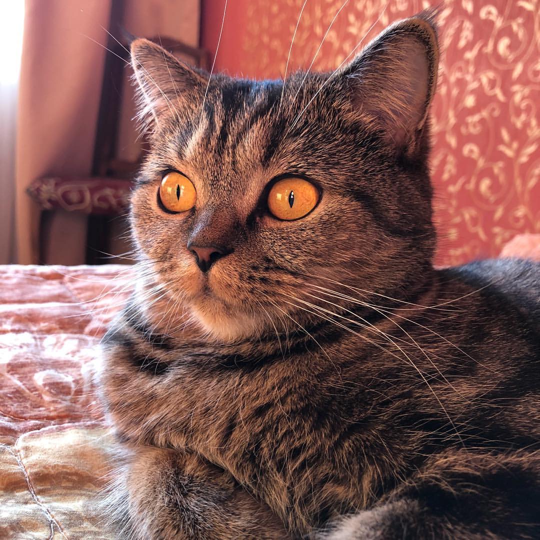 neste_ilona в LOOKY — Афи❤️