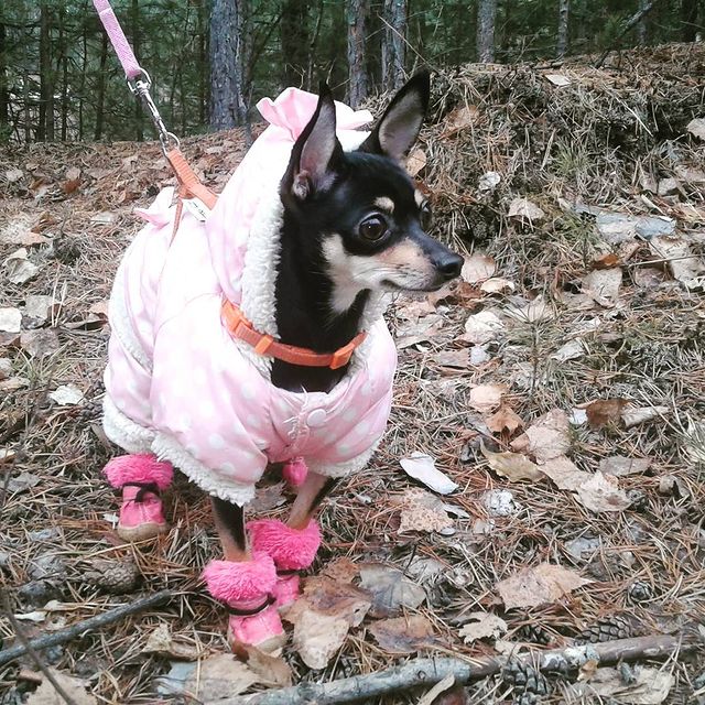 _miss_freya в LOOKY. . Лес, природа, красот...