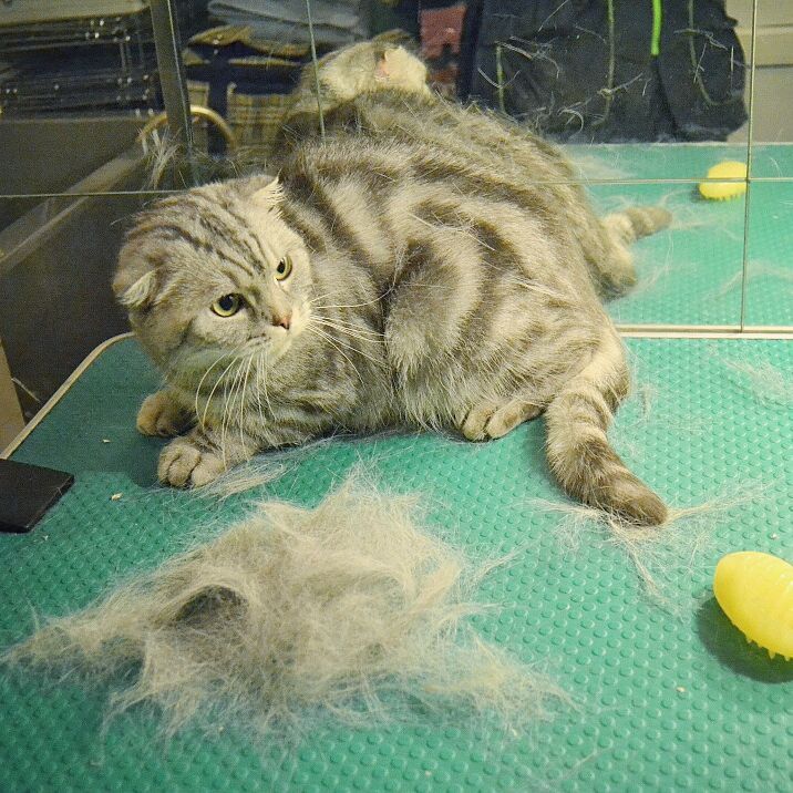 mycatgrooming в LOOKY — фото 2