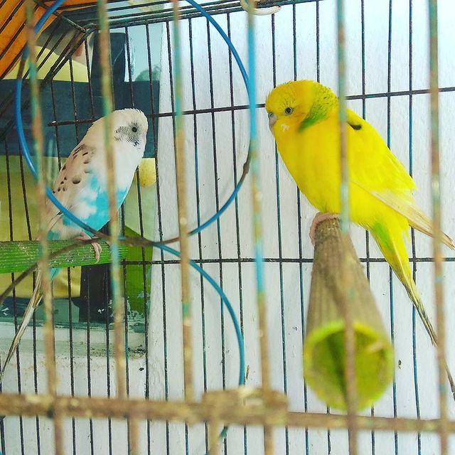 beltalowda_coyo в LOOKY. . Попугайчики