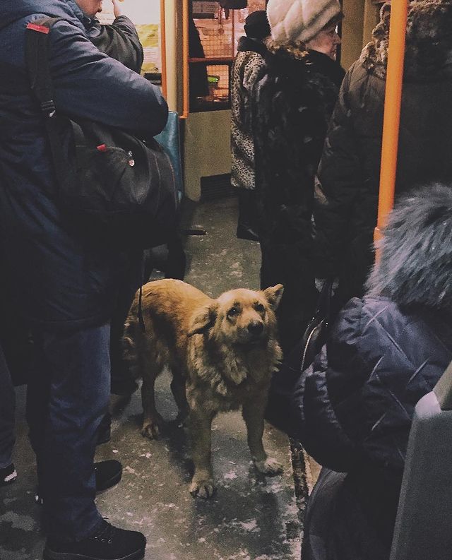 akulakov_ak в LOOKY. . Сегодня ехал в тролл...