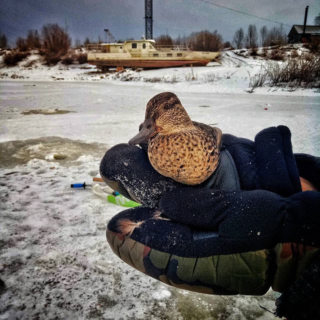 stastmn в LOOKY. #Тюмень,#рыбалка,#утка. #Тюмень #рыбалка #ут...