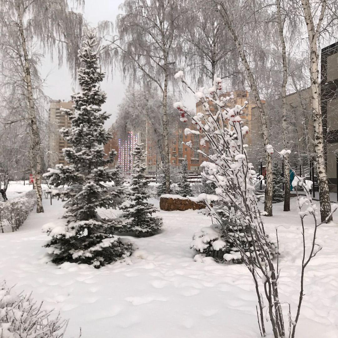 gipsophyla in LOOKY. . Глухозимье...