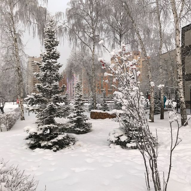 gipsophyla в LOOKY. . Глухозимье...