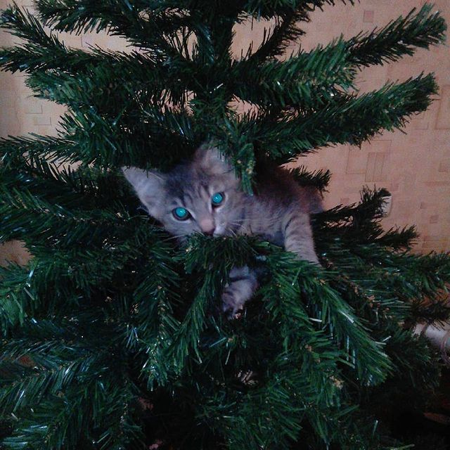 ekaterina_dragunova_86 в LOOKY. . null