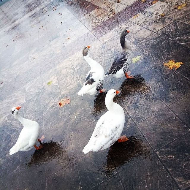 marouane_benalla в LOOKY. . null