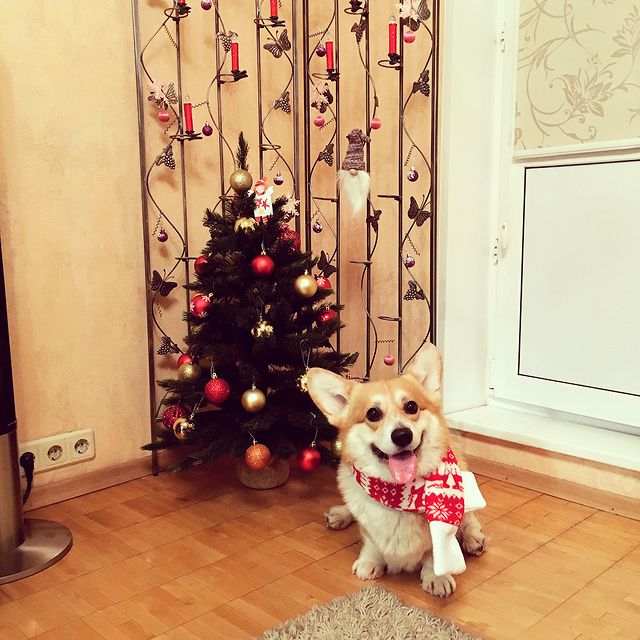 matrosk1n в LOOKY. #сновымгодом,#happynewyear,#hny2018. 🐶С Новым годом! 🎉H...