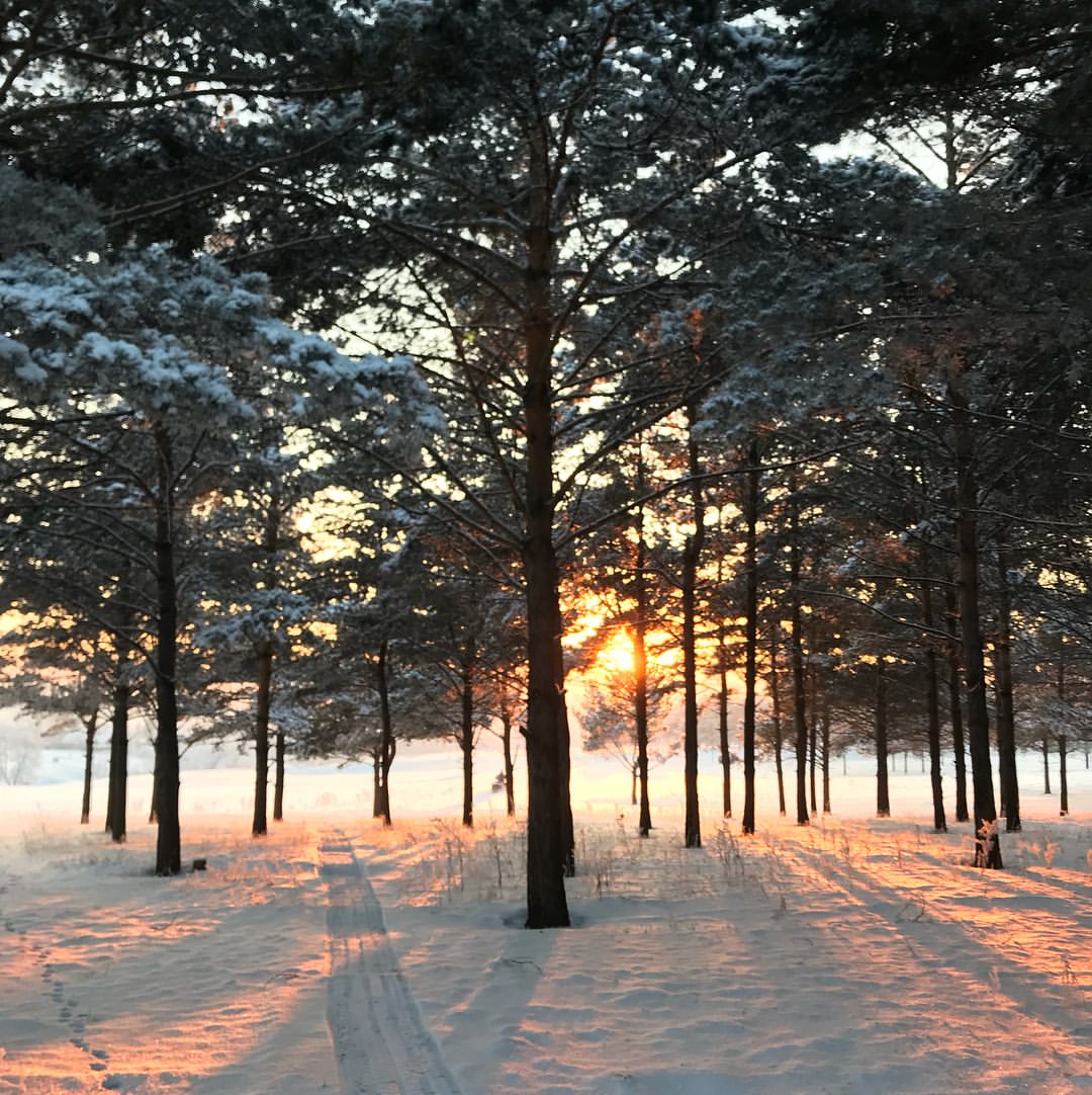gipsophyla in LOOKY. . -27...