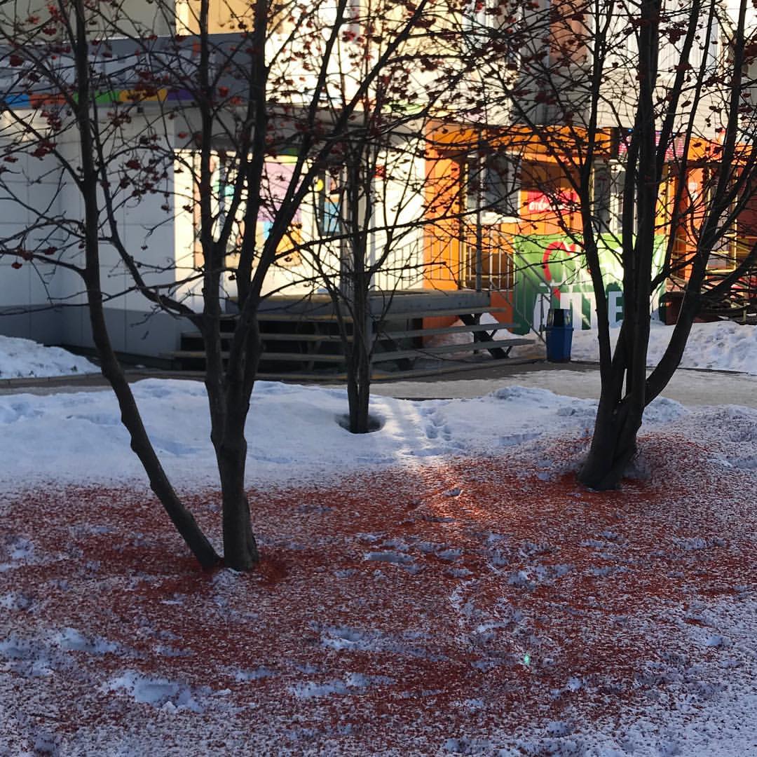 gipsophyla in LOOKY. . Здесь поели свиристе...
