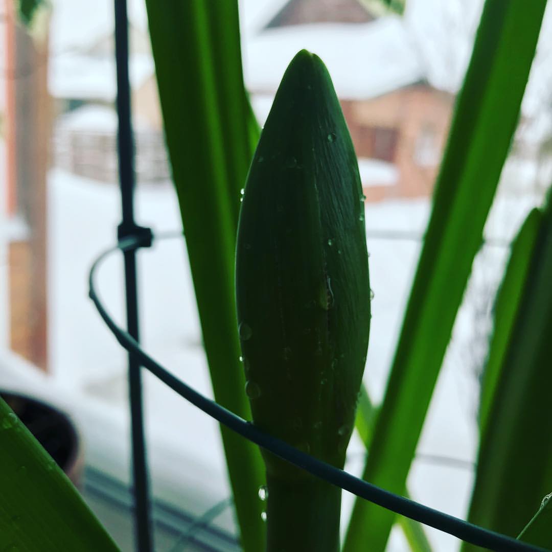 gipsophyla in LOOKY. . За окном снег валит,...