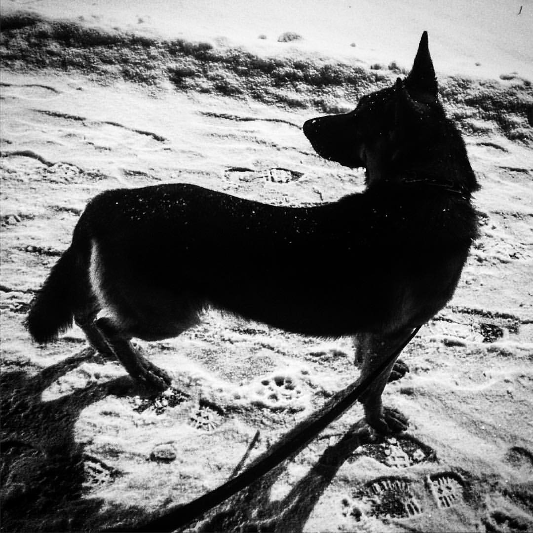 fairyforestwitch в LOOKY — #myfriend#wolfdog#winter#gsd
