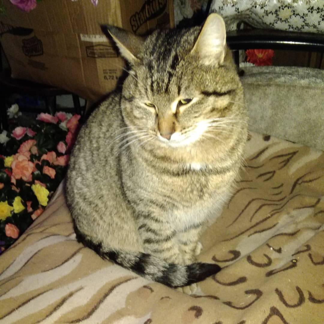 annademina1985 в LOOKY — Эта кошачья морда🐈 была сегодня поймана за не благородным д