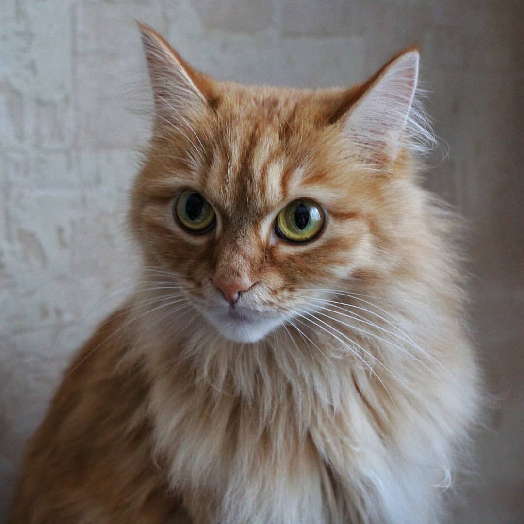#Тюмень #кошка #Вася