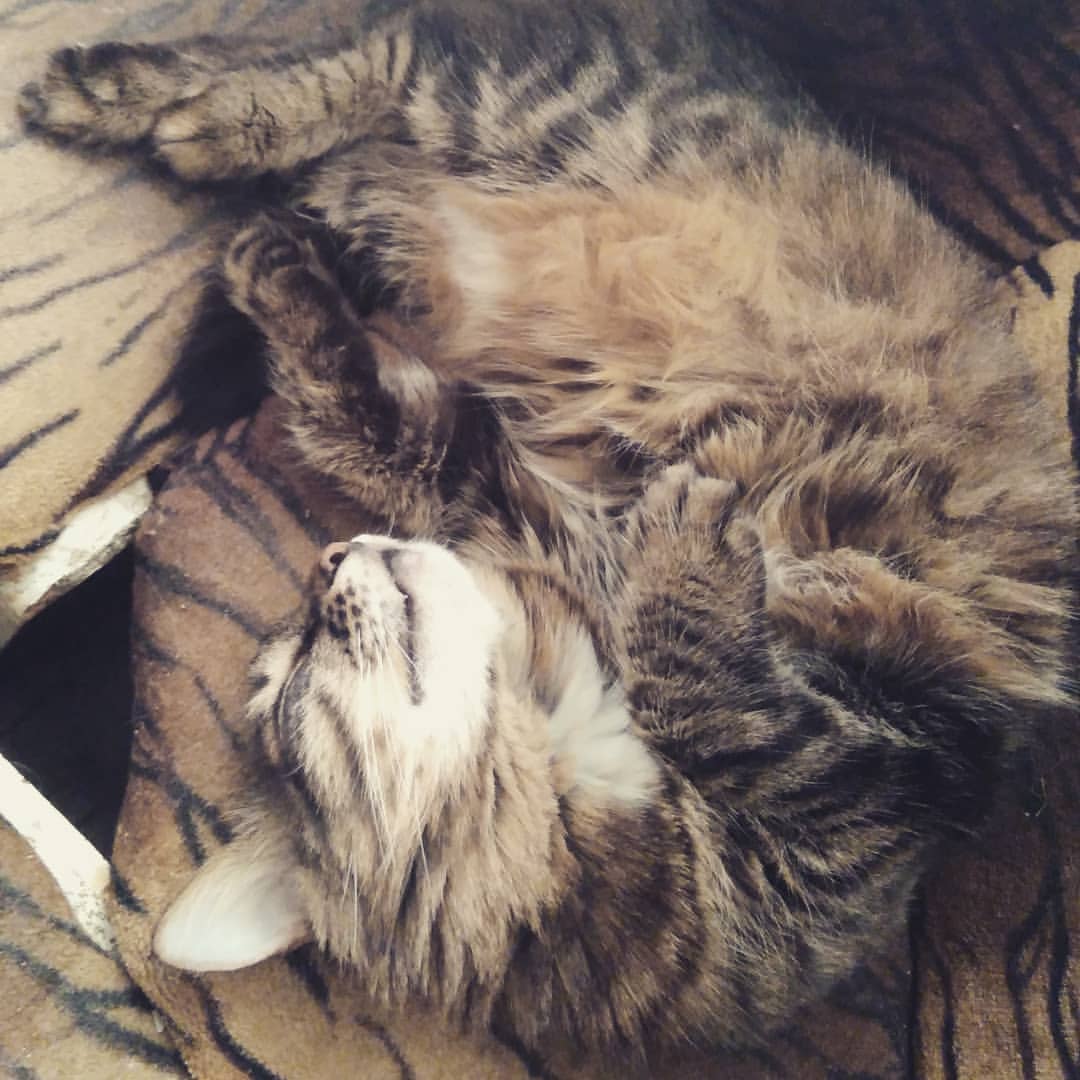 nastasyadegtjareva in LOOKY. #мойлюбимыйкотик❤️❤️❤️❤️❤️. #мойлюбимыйкотик❤️❤️...