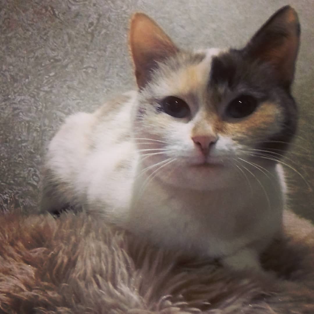_valentina_hohlova_ в LOOKY — #моя_крошечка😻