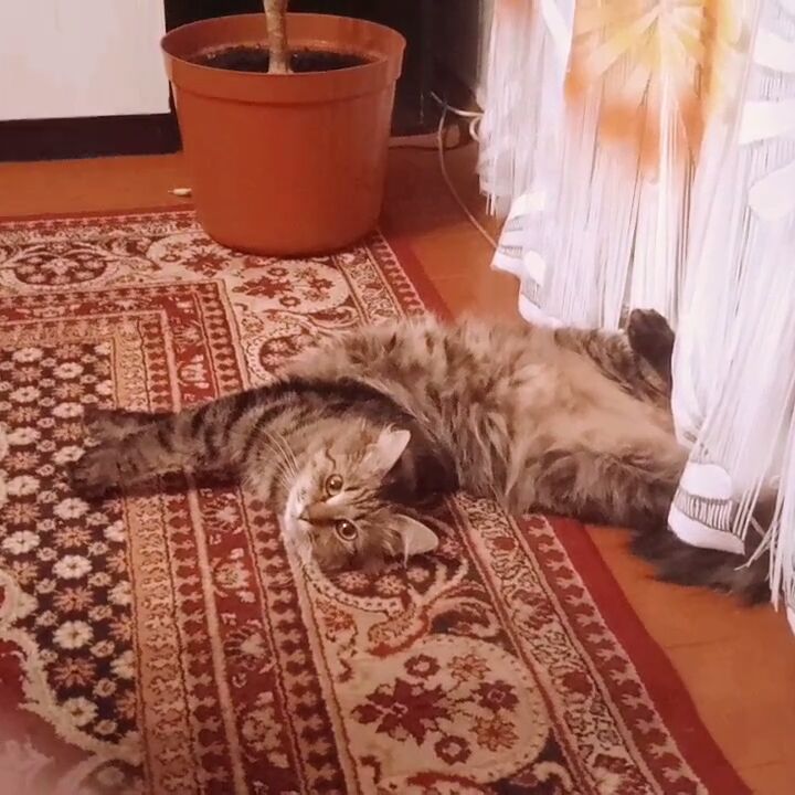 small_moon_s in LOOKY. . Вот так мы спим)😴😻