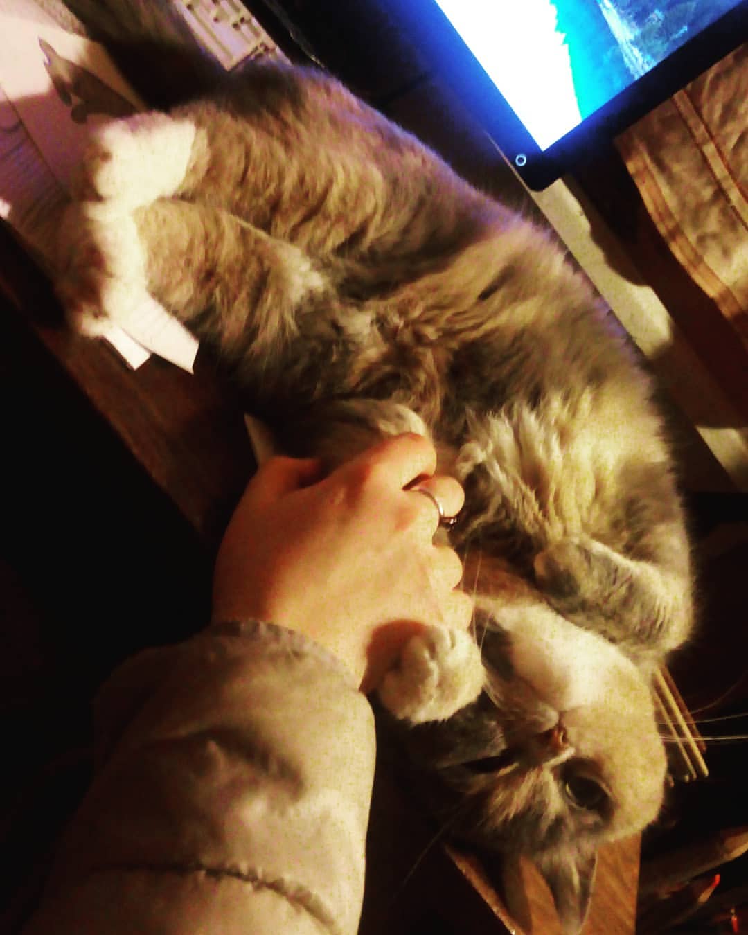 fiamaria11 в LOOKY — Любовь и доверие

#коты#любовь#cat#catlover#catsofinstagram#