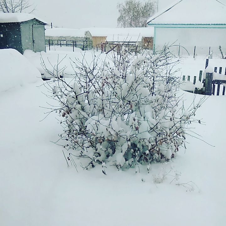 yuliatikhonova87 в LOOKY. . За ночь появились су...