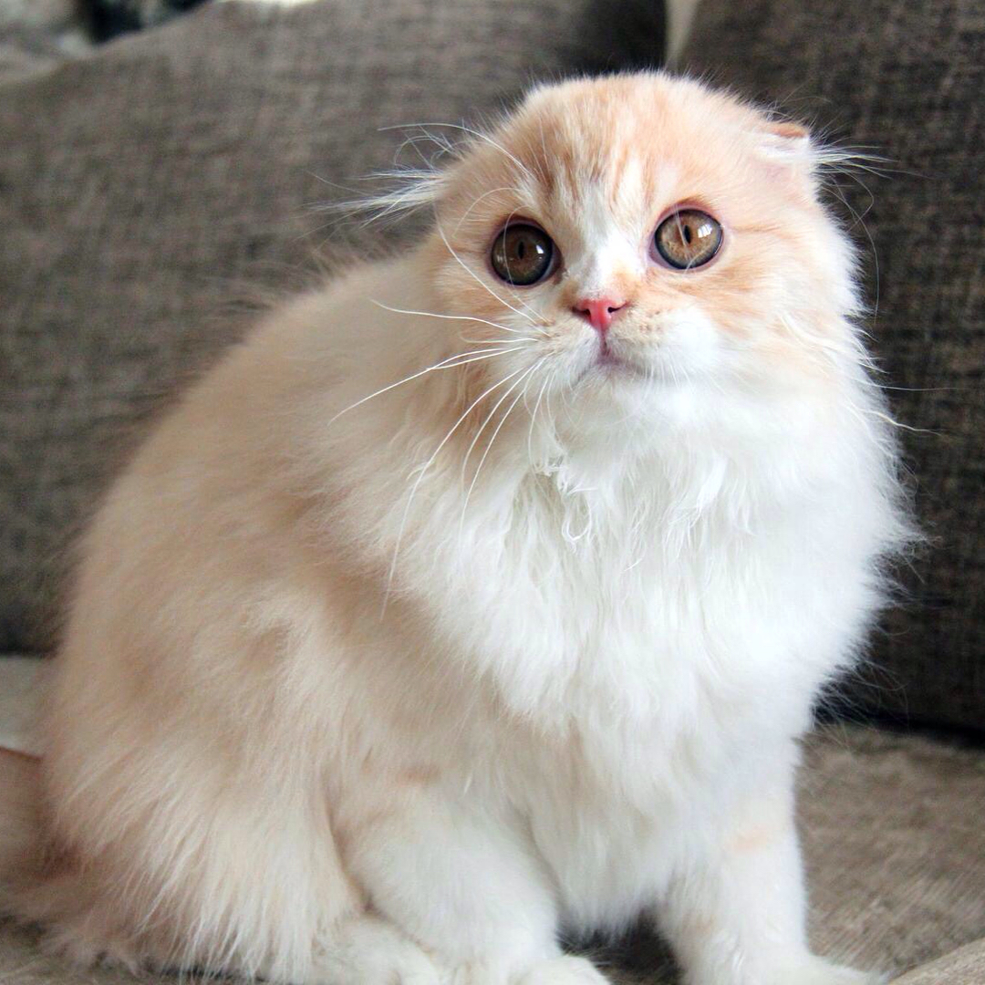 sheerfold_cattery в LOOKY — фото 1