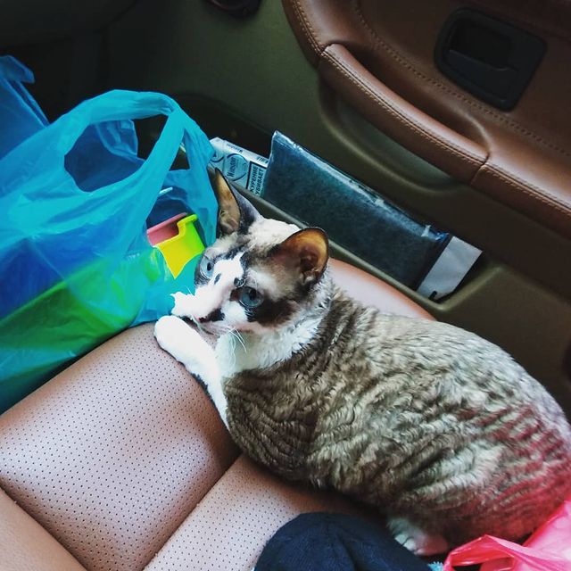 john_kostyanov в LOOKY. #cat,#cats,#catsofinstagram,#instacat,#instagramanet,#instatag,#catstagram,#catlover,#catoftheday,#catsagram,#catlovers,#caturday,#catlady,#cathedral,#catwang,#кот,#котэ,#котик,#котики,#котенок,#котейка,#инстакот,#инстаграманет,#инстатаг,#коты,#котята,#котя,#коттедж,#котяра,#котятки. Плюшка, #cat #cats #...