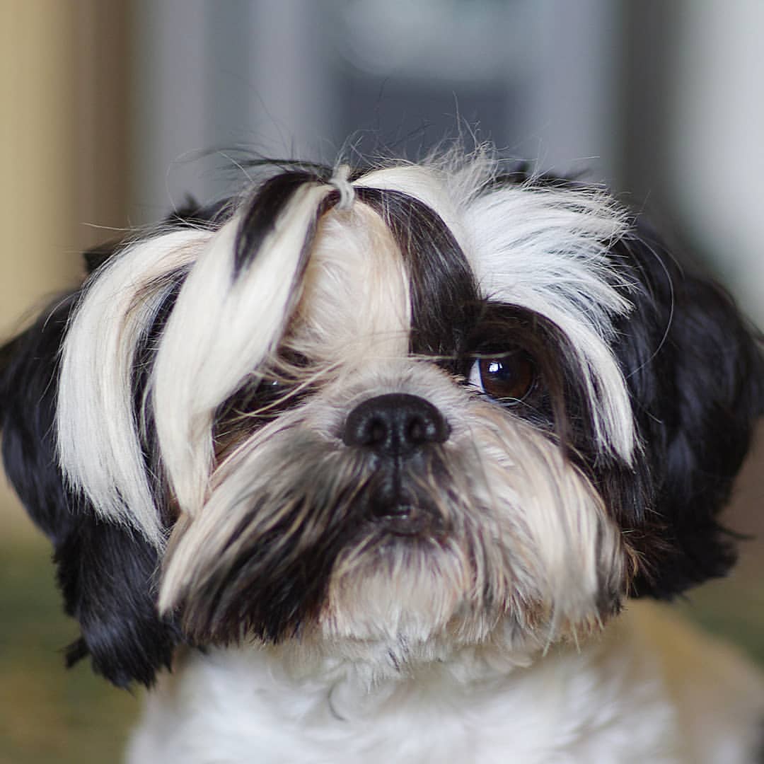 #ялюблюсвоюсобаку #мойлюбимыйпёс #shihtzuTosha #shihtzu  #dog #dogstagram #pet #petstagram #шитцу #シーズー #шитцумания #шитцулучшиесобаки #chien #시쥬 #шитцумагия #shihtzumonamour #shihtzulove #animal #shihtzumania #лучшивмирепёс #lovemydog #aimemonchien