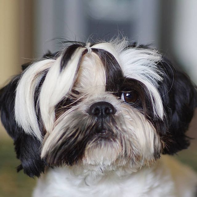 ekaterina__now в LOOKY. #ялюблюсвоюсобаку,#мойлюбимыйпёс,#shihtzuTosha,#shihtzu,#dog,#dogstagram,#pet,#petstagram,#шитцу,#シーズー,#шитцумания,#шитцулучшиесобаки,#chien,#시쥬,#шитцумагия,#shihtzumonamour,#shihtzulove,#animal,#shihtzumania,#лучшивмирепёс,#lovemydog,#aimemonchien. #ялюблюсвоюсобаку #м...