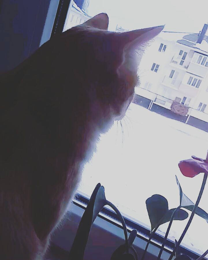 katarinka_kiri in LOOKY. . Мой чудо-кот))) весн...