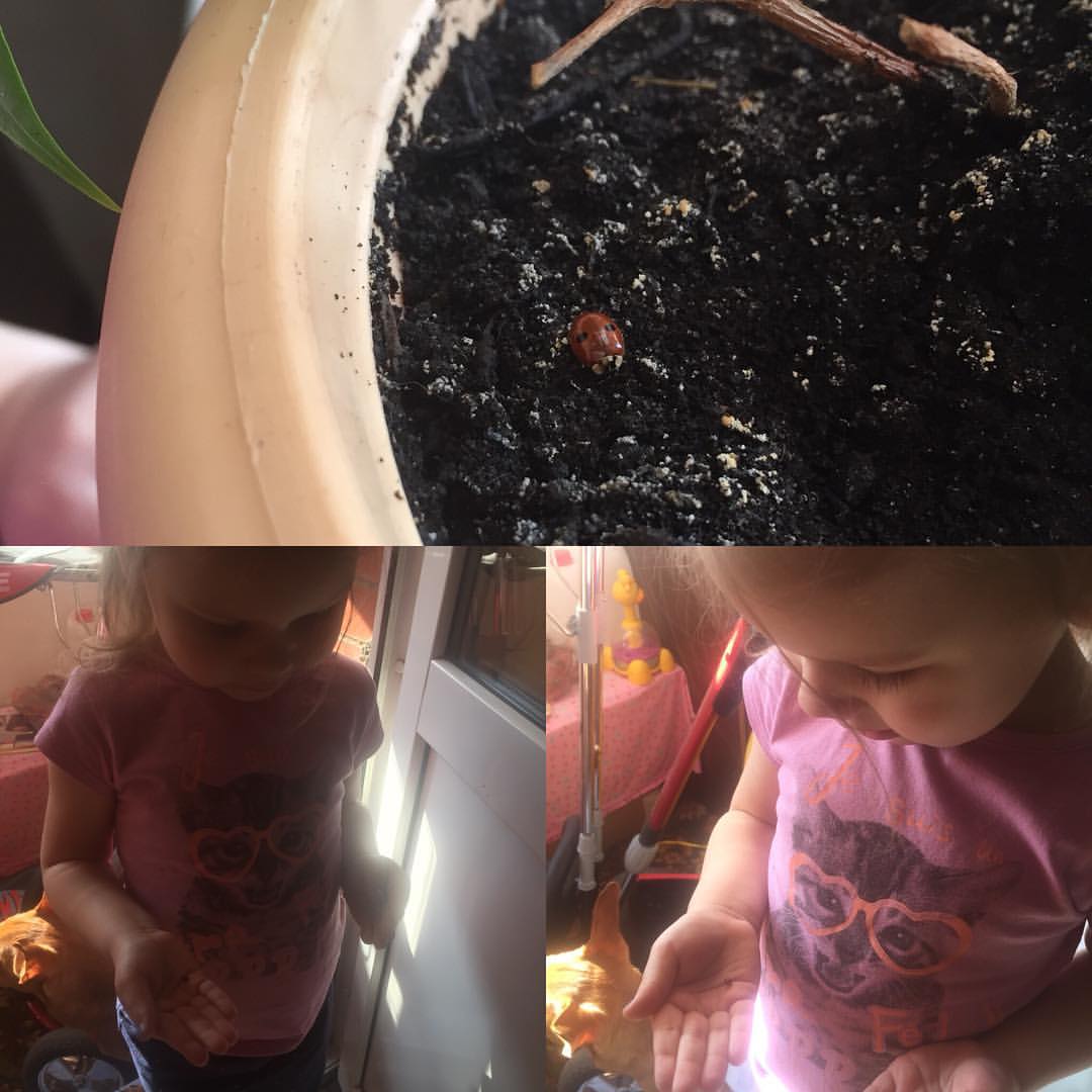 viktoriya.sivochenko в LOOKY — #нашлибожьюкоровку#зимовавшуюунаснаболконе🐞