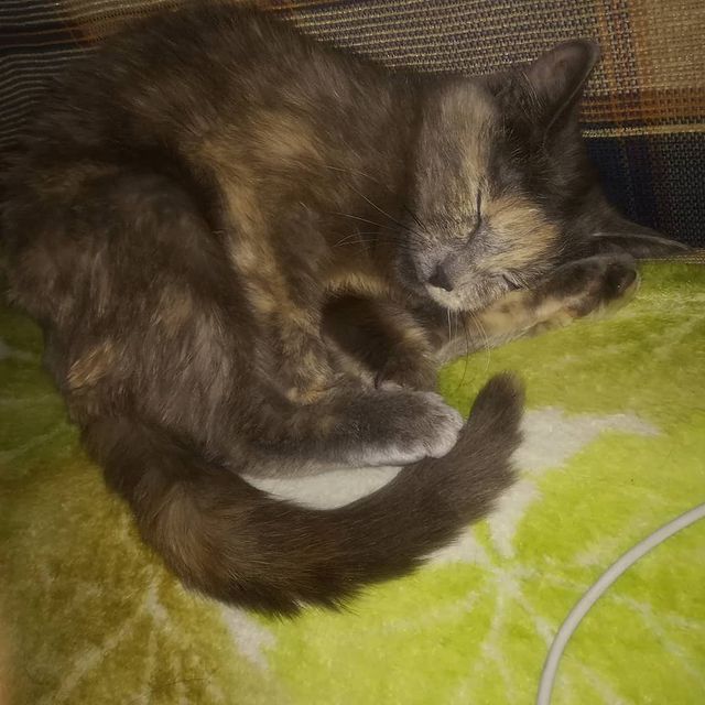 v_e_r_a_sleptsova в LOOKY. #ысяпыся#улахано5обут. Мо5уллэ сытар остуол...