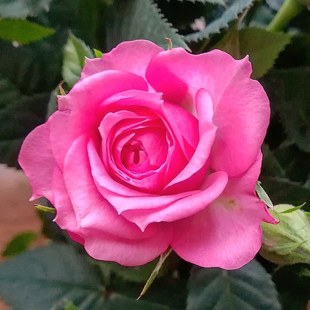 marinochka95_ в LOOKY. . 🌹🌹🌹