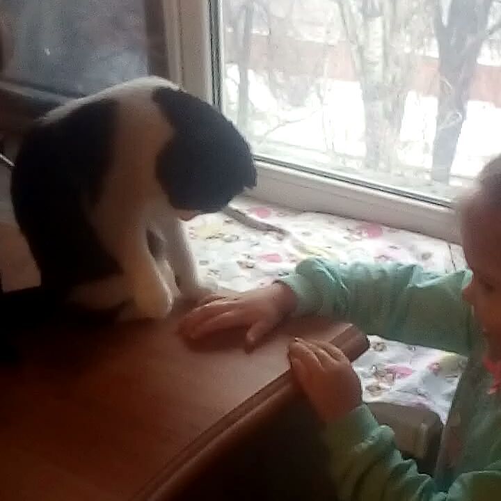 anyata_10470422 в LOOKY. . Когда кошке надоело ...