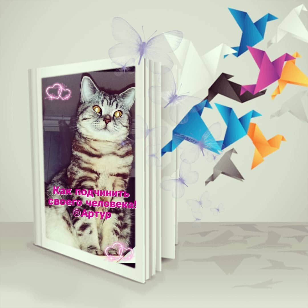 edamore_sonykpk в LOOKY — #Артур #кошкитакиекошки #petstagram #главныйкотик #kitten  #