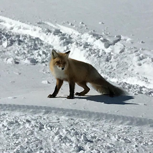 gipsophyla в LOOKY. . Я её видела очень бл...