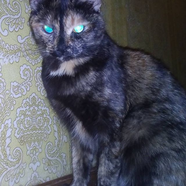 galinok1986 в LOOKY. . Моя доча)
