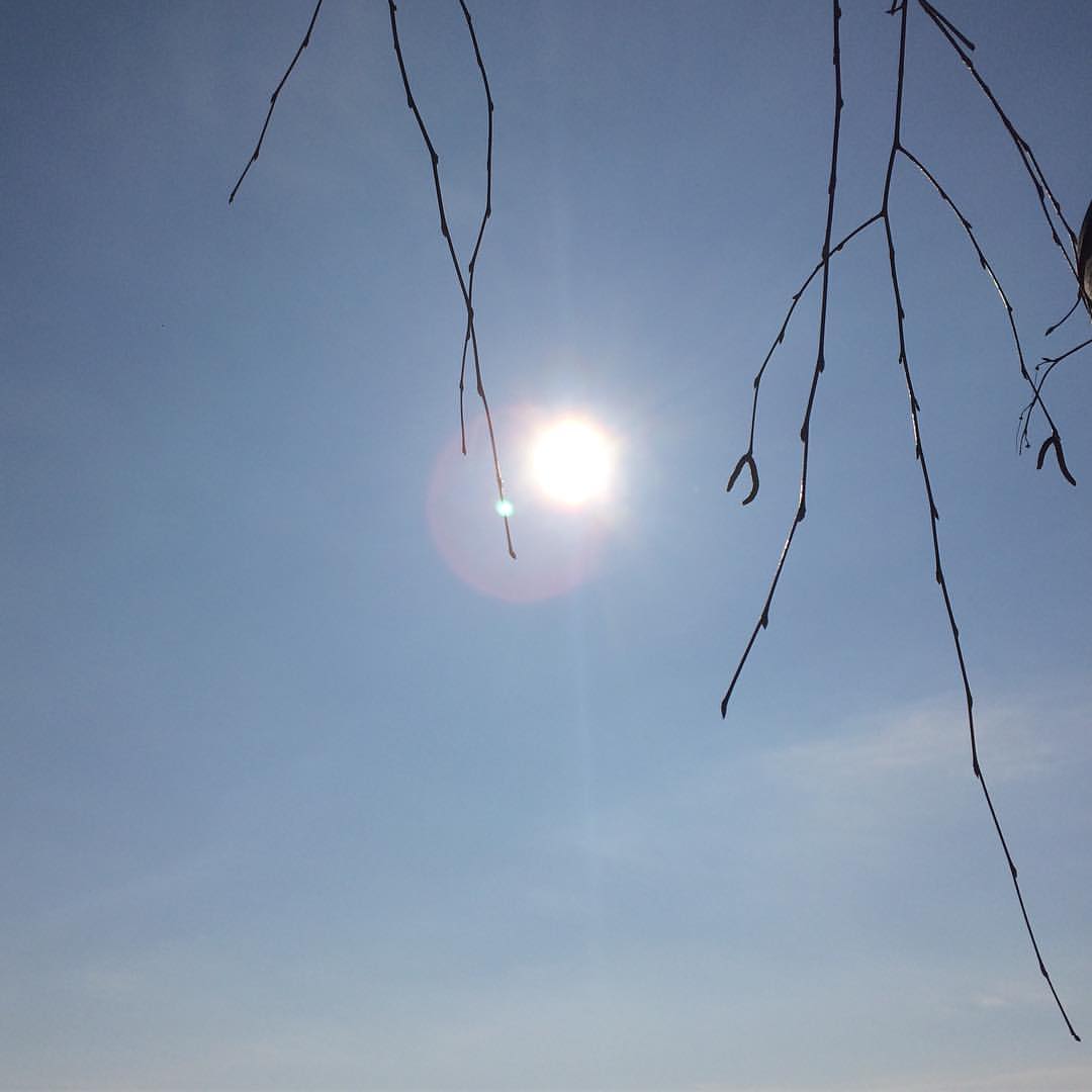 maryan_trava в LOOKY — Доброе утро! 🌞 
Смотрите,Солнышко держится за веточку берез