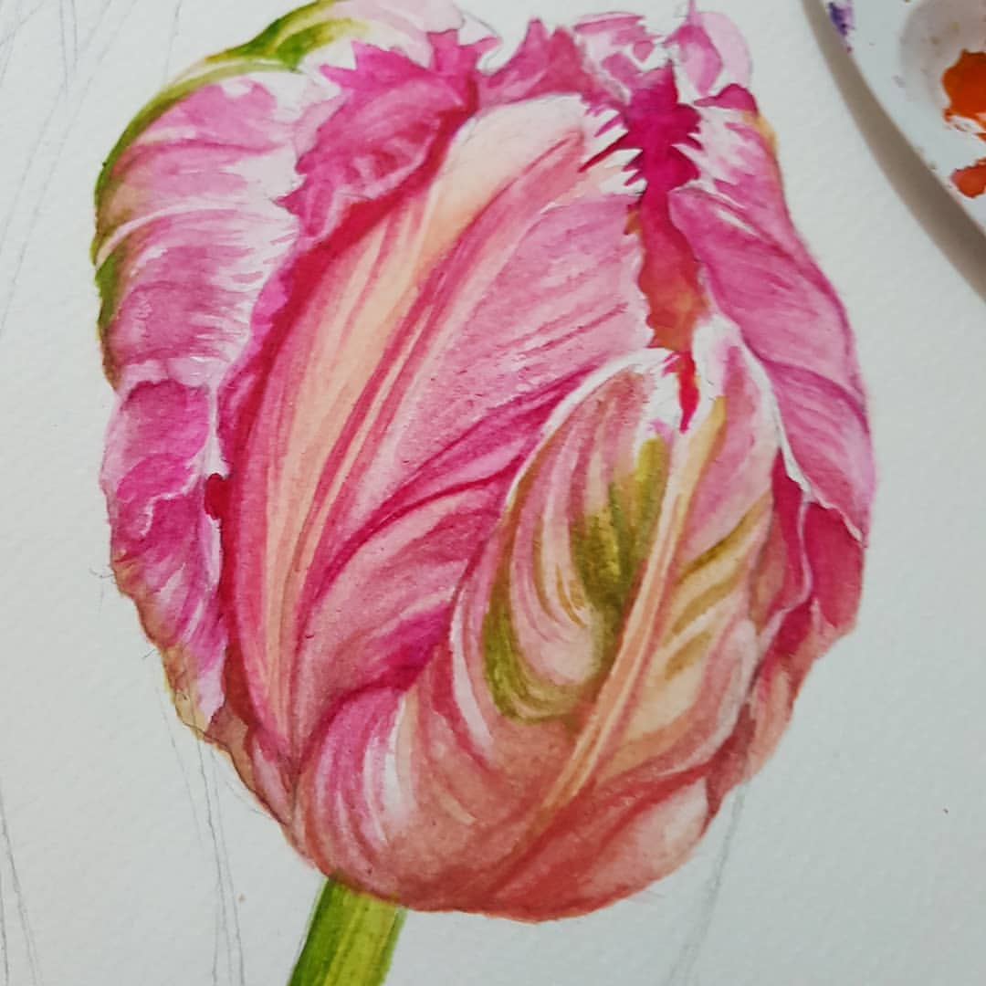 irinamohamad в LOOKY — Watercolour work in progress.Tulip.Акварель в процессе.Тюльп